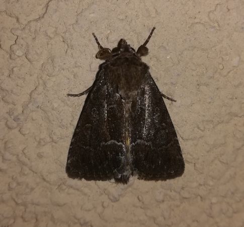 Noctuelle cythérée  - Thomas Lux