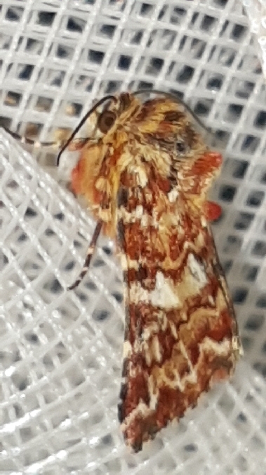 Anarta myrtilli  - Melchior Viallet