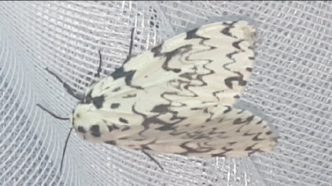 Nonne (Moine)  - Melchior Viallet