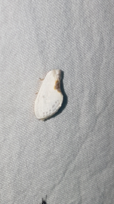 Petite Épine / Petite Épine hispanique  - Melchior Viallet