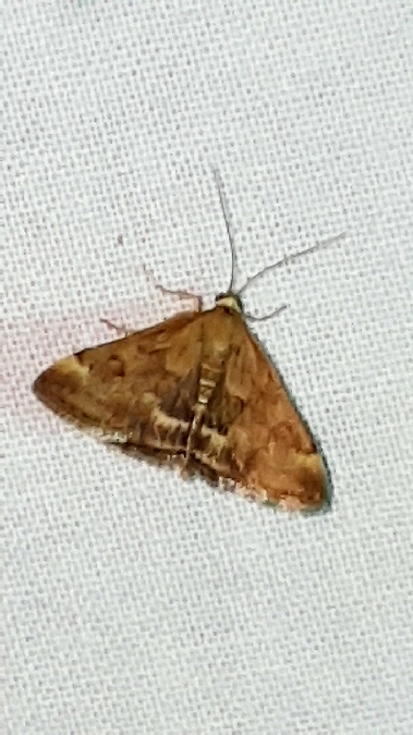 Pyrauste du Plantain  - Melchior Viallet