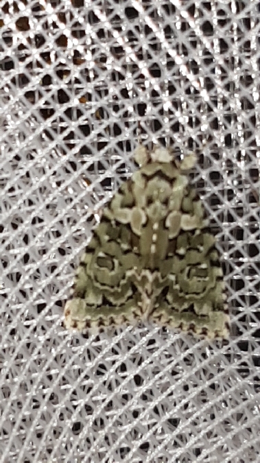 Nyctobrya muralis  - Melchior Viallet