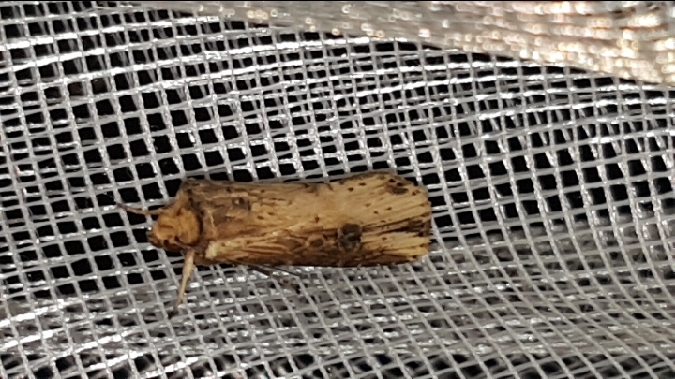 Noctuelle putride  - Melchior Viallet