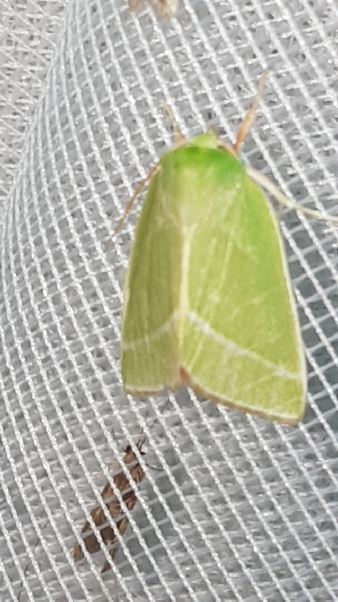 Halias du hêtre  - Melchior Viallet