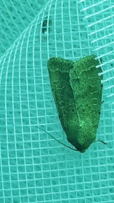 Noctuidé indéterminé  - Melchior Viallet