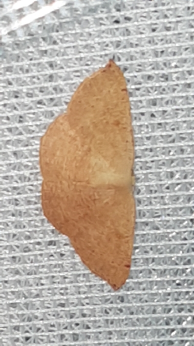 Cyclophora puppillaria  - Melchior Viallet