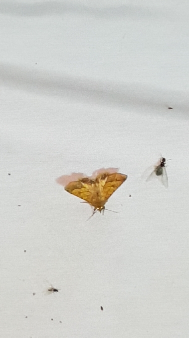 Pyrrhia umbra  - Melchior Viallet