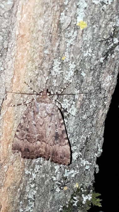 Amphipyra berbera  - Melchior Viallet