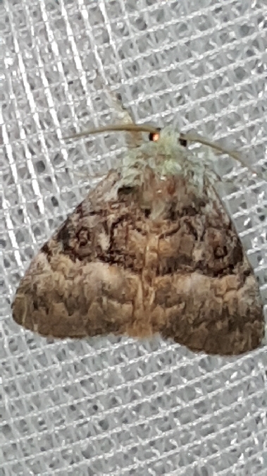 Colocasia coryli  - Melchior Viallet