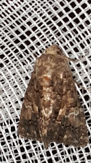 Aedia leucomelas  - Melchior Viallet