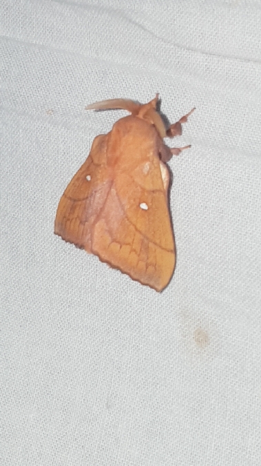 Feuille-morte du Prunier  - Melchior Viallet