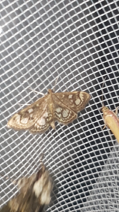 Anania coronata  - Melchior Viallet