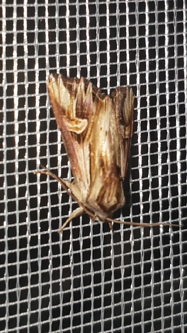 Actinotia polyodon  - Melchior Viallet