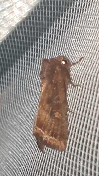 Noctuelle des potagers  - Melchior Viallet