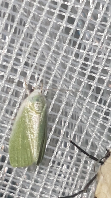 Earias clorana  - Melchior Viallet