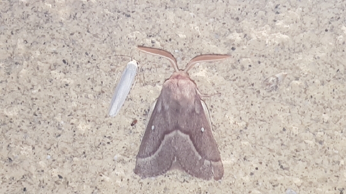 Bombyx du Trèfle  - Melchior Viallet