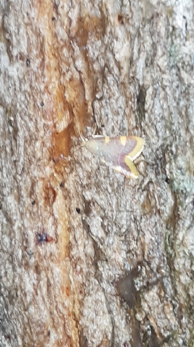 Pyrale du fourrage  - Melchior Viallet