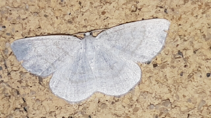 Cabère virginale  - Melchior Viallet