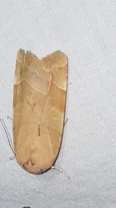 Noctua fimbriata  - Melchior Viallet