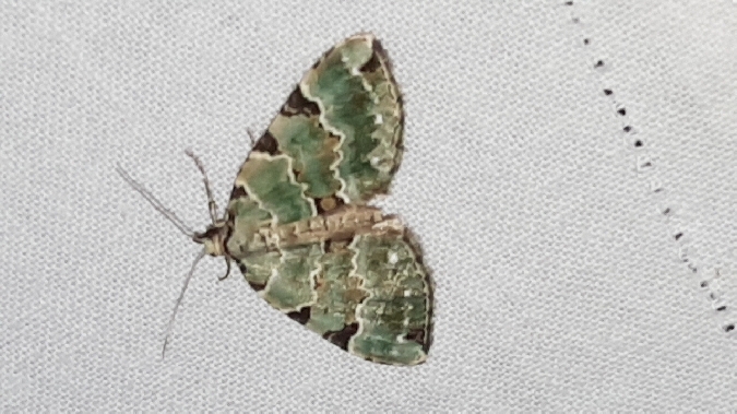 Colostygia pectinataria  - Melchior Viallet