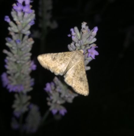 Noctuelle de l'ansérine  - Thomas Lux