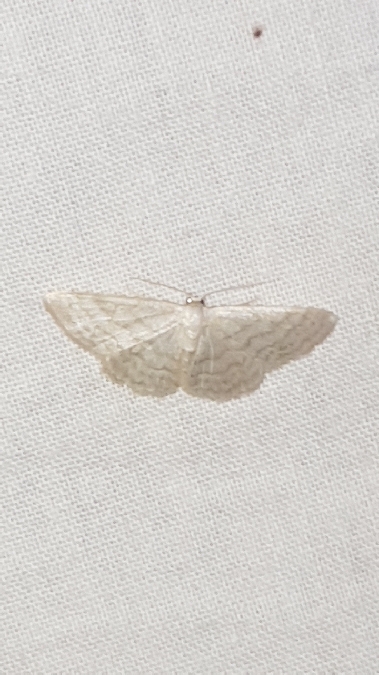 Idaea subsericeata  - Melchior Viallet