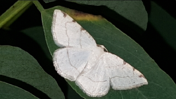 Stegania trimaculata  - Melchior Viallet