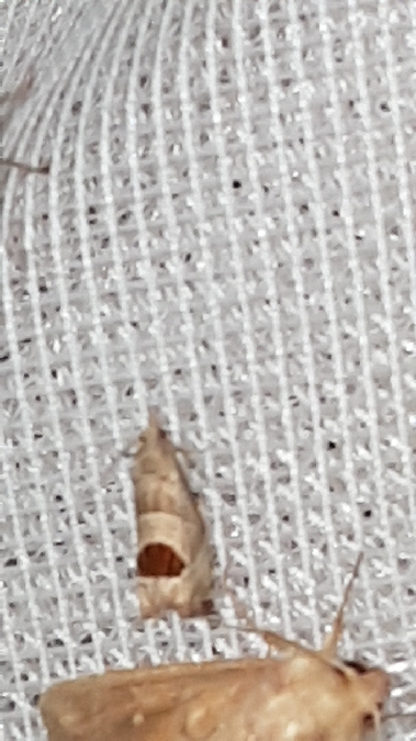 Notocelia uddmanniana  - Melchior Viallet