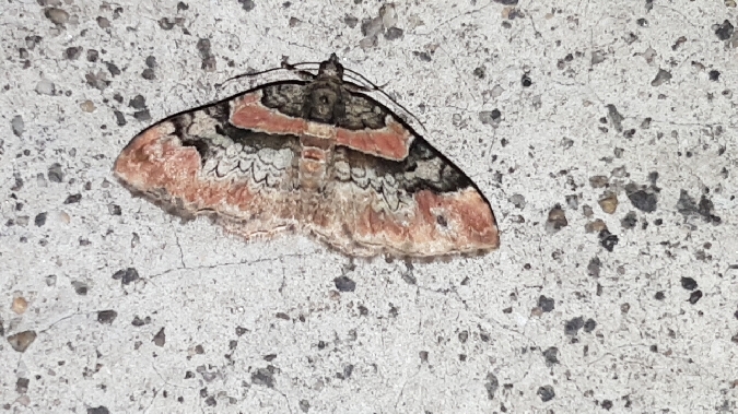 Catarhoe rubidata  - Melchior Viallet