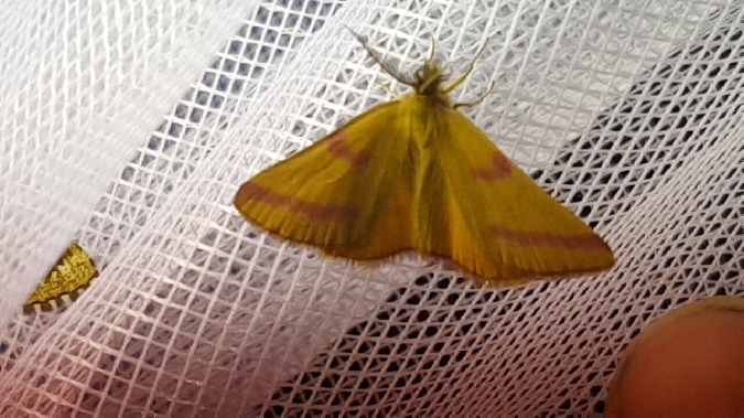 Lythria purpuraria  - Melchior Viallet