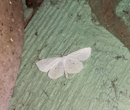 Scopula immutata  - Thomas Lux