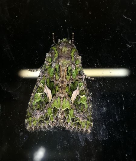 Trachea atriplicis  - Thomas Lux