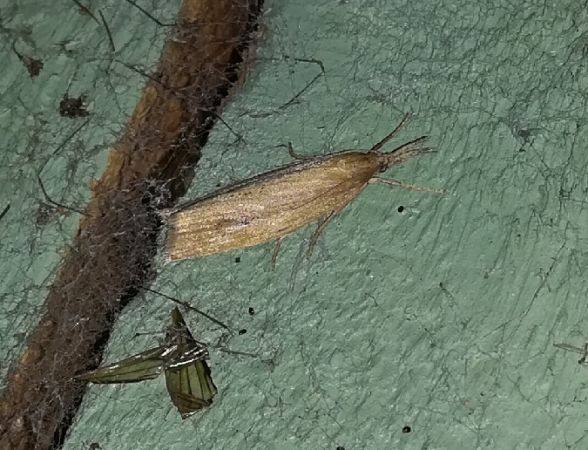 Chilo phragmitella  - Thomas Lux