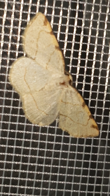 Stegania trimaculata  - Melchior Viallet