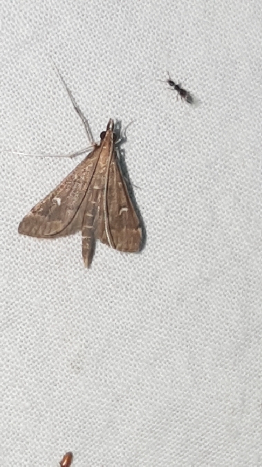 Dolicharthria punctalis  - Melchior Viallet