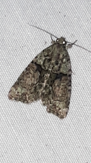 Cryphia algae  - Melchior Viallet