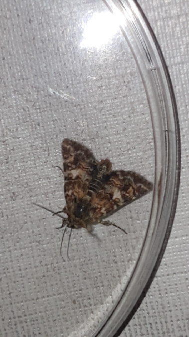 Anarta myrtilli  - Melchior Viallet