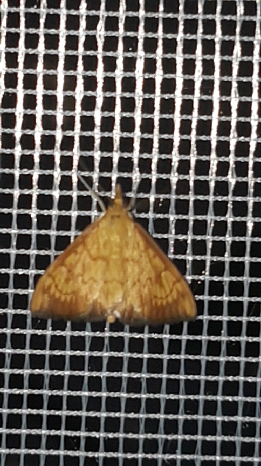 Ecpyrrhorrhoe rubiginalis  - Melchior Viallet