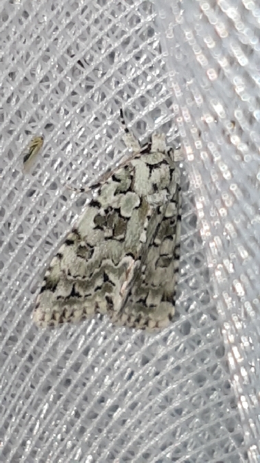 Nyctobrya muralis  - Melchior Viallet