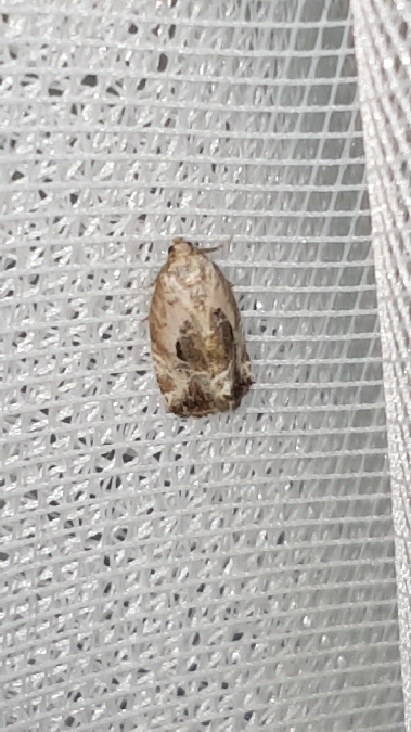 Elaphria venustula  - Melchior Viallet