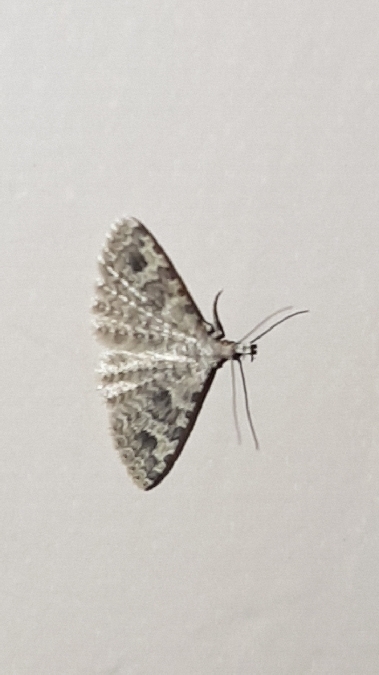 Alucita hexadactyla  - Melchior Viallet