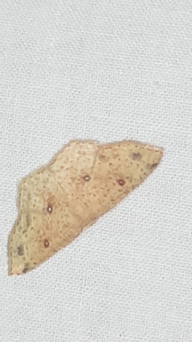 Cyclophora porata  - Melchior Viallet