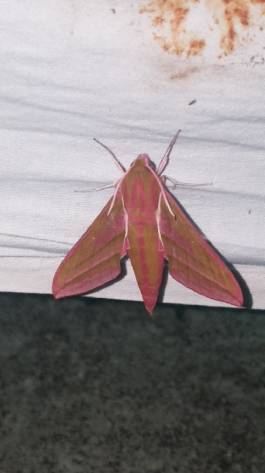 Grand Sphinx de la vigne  - Melchior Viallet