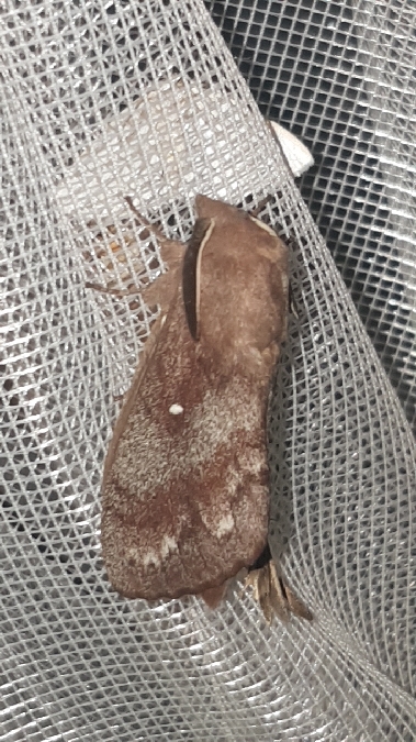 Bombyx du Pin  - Melchior Viallet