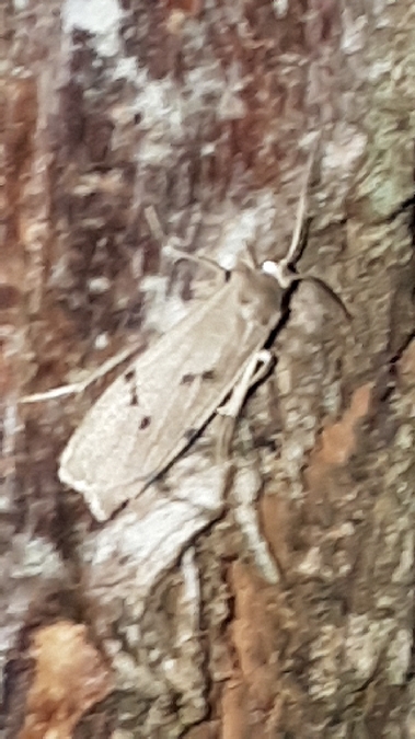 Lithosie crotte-souris  - Melchior Viallet