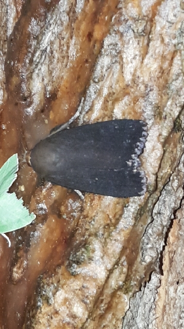 Amphipyra livida  - Melchior Viallet