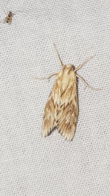 Cynaeda dentalis  - Melchior Viallet