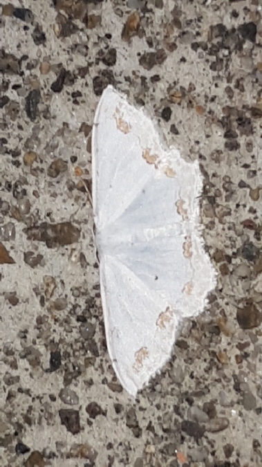 Acidalie ornée  - Melchior Viallet