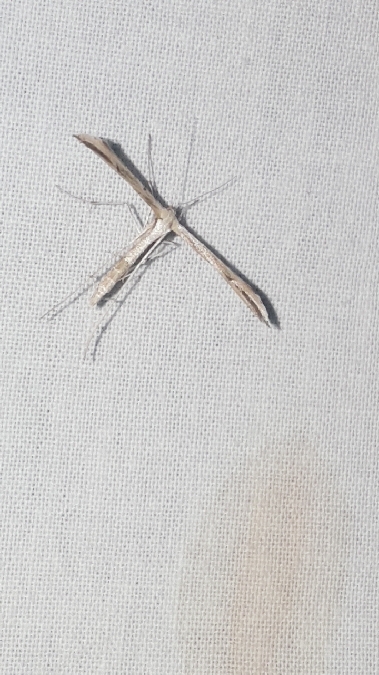 Emmelina monodactyla  - Melchior Viallet