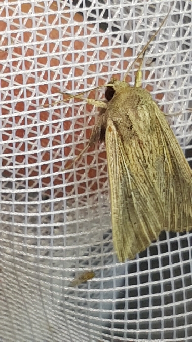 Anapoma riparia  - Melchior Viallet